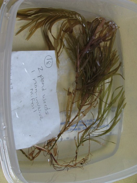 site18 fan-like array of submerged leaves quest ribbon-leaf pondweed